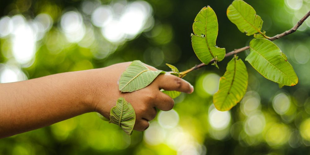 Main humaine touchant délicatement une branche feuillue, symbolisant la connexion à la nature et la volonté d'ancrer un changement écologique durable en entrepris