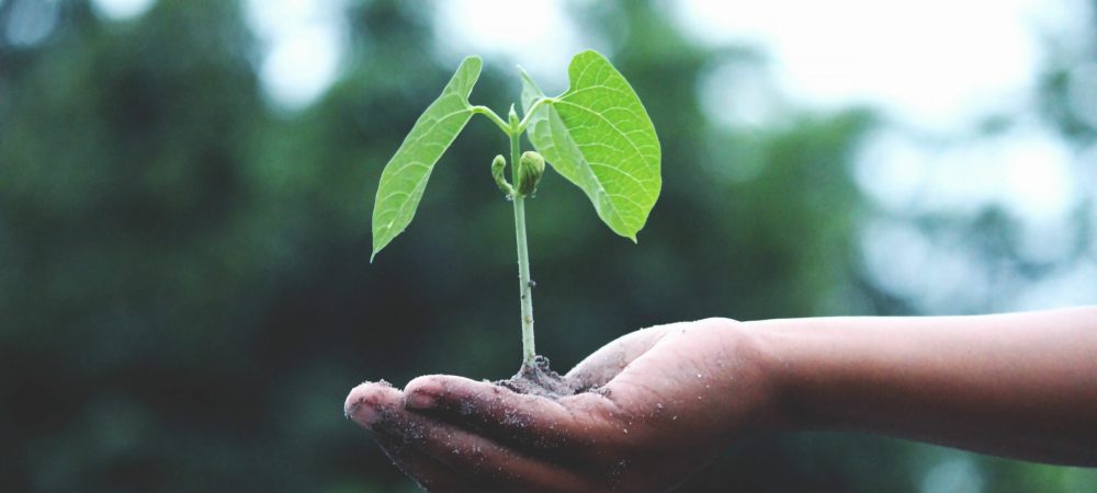 animation-rse-ecologie-jeune-plante-croissance.jpg